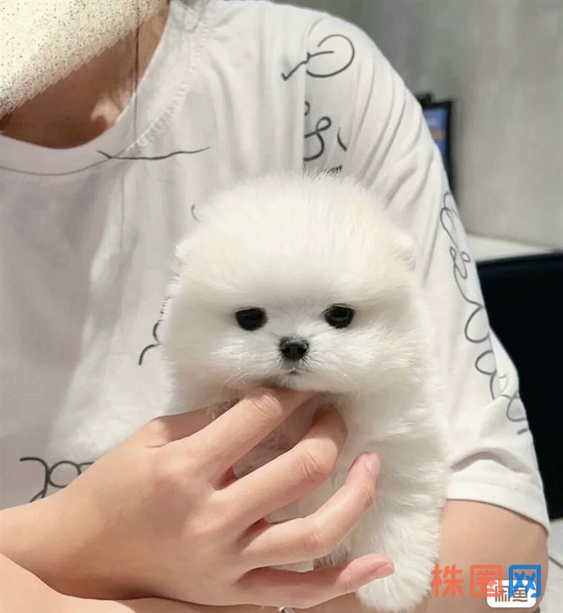 博美幼犬免费送 自家繁殖的 生了6只小狗狗，四公两母找人免费领养 大毛量活泼可爱，性格温顺！体内体外