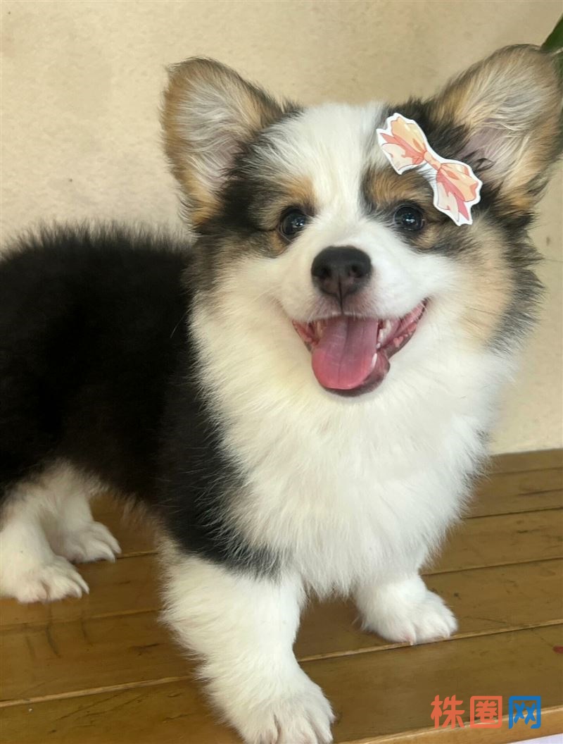 免费送人，有偿领养狗狗。狗狗幼犬，家里养的公母都有，狗狗身体很健康。 没时间照顾它，工作忙不在家， 