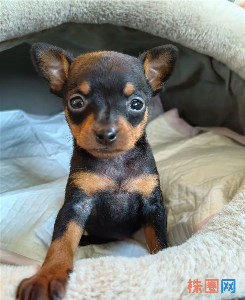 免费送人。有偿转让狗狗，大狗生太多了，小鹿犬幼犬两个多月，会吃狗粮了。 健康活泼，自己家喂的， 疫苗