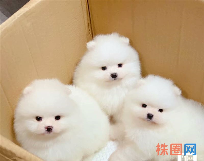 幼犬免费送 自家繁殖的 生了6只小狗狗，四公两母找人免费领养 大毛量活泼可爱，性格温顺！体内体外驱虫